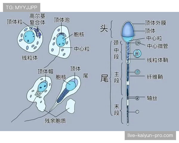 托蒂与普拉蒂尼进攻组织中的结构分化:核心角色与体系适配的差异分析 托蒂与普拉蒂尼进攻组织中的结构分化:核心角色与体系适配的差异分析